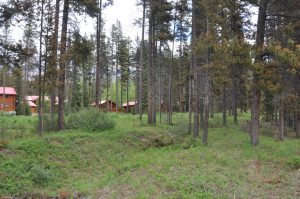 A vibrant green clearing in a forest with cabins and buildings in the background, managed by Wildlands Eco-Forestry Inc. for wildfire protection.