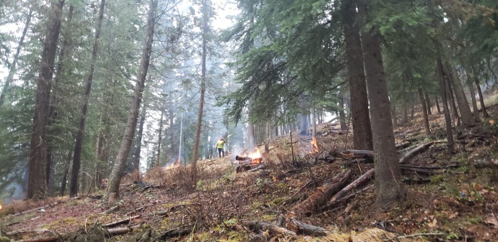 An Wildlands Eco-Forestry Inc. employee works to clear an area for wildfire safety and management by using a controlled burn pile in a forest.