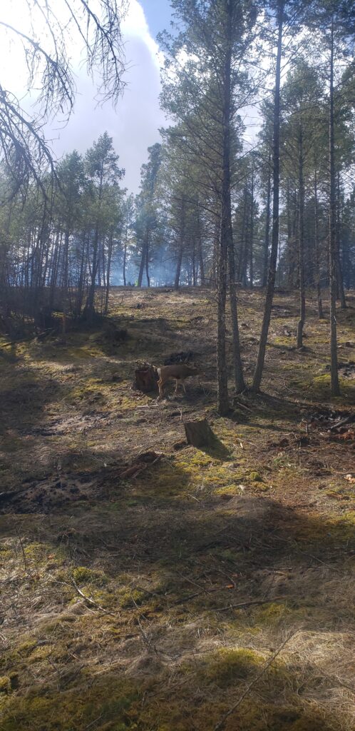 A young deer in a clearing of a forest managed by Wildlands Eco-Forestry Inc. for wildfire protection.