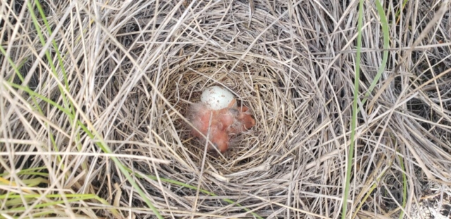 Vesper Sparrow Nest in Grasslands