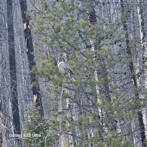 Northern Hawk Owl