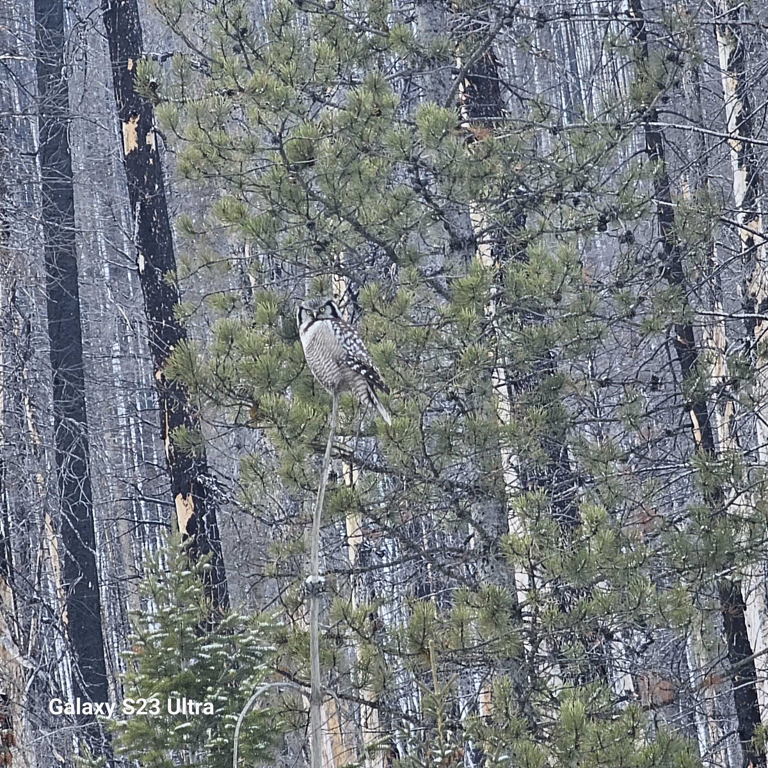 Northern Hawk Owl