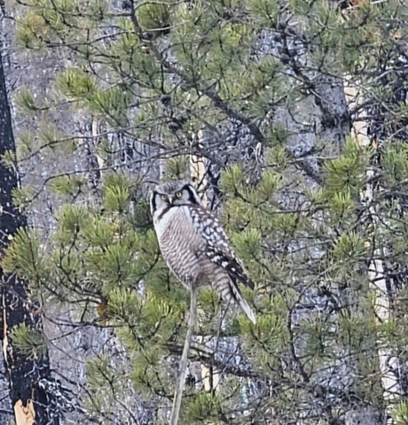 Northern Hawk Owl Kootenay National Park