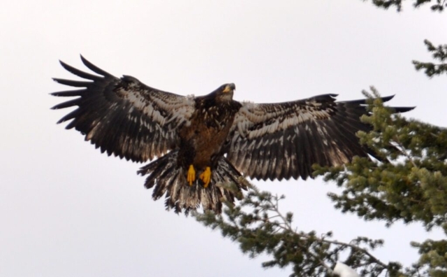 Toby Benches BC immature bald eagle overhead