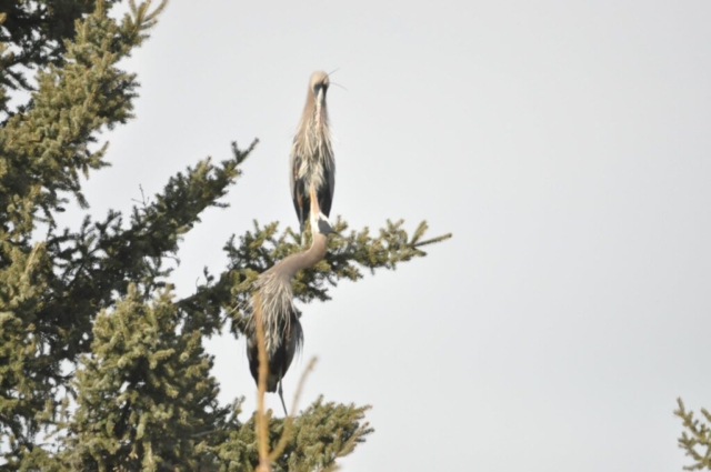 Great Blue Herons Roosting Columbia Wetlands