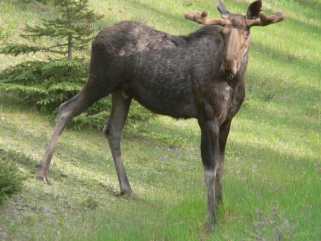 Kootenay Nationl Park Moose