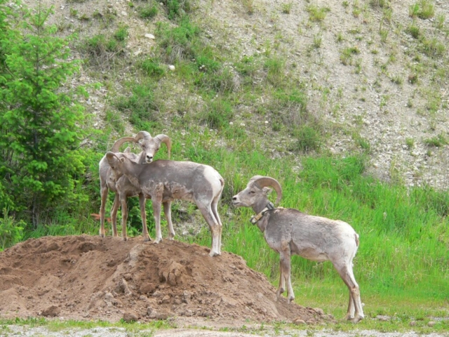 Big horn Sheep Radium BC