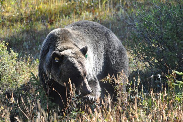 Kooenay National Park Grizzly Bear