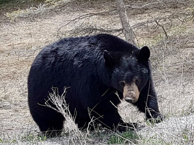 Kootenay National Park Black Bear