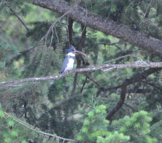 Belted Kingfisher  Lake Windermere BC
