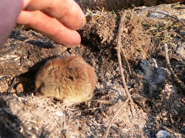 Vole warming by fire