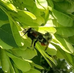 Hunts Bumble Bee mating