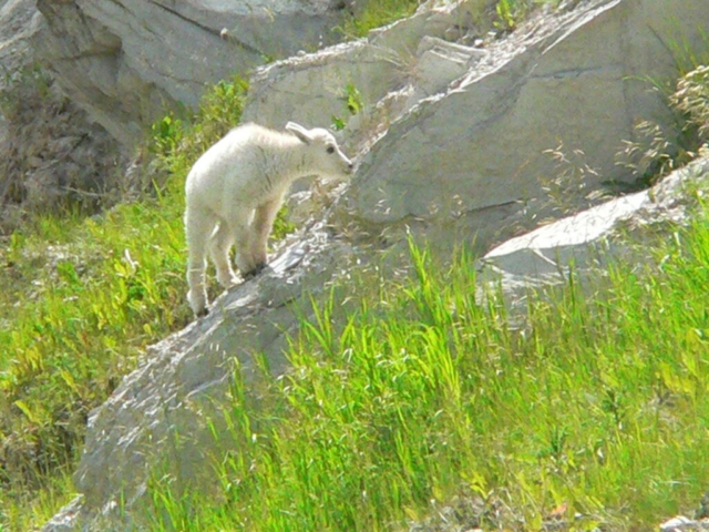 Mountain Goat Kid Kootenay National Park