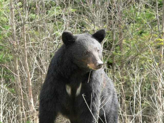 Black Bear Kootneay National Park
