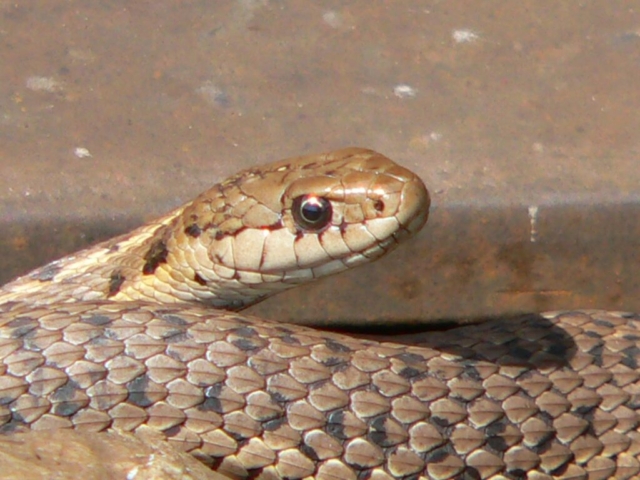 Common Garter Snake Lake Windermere