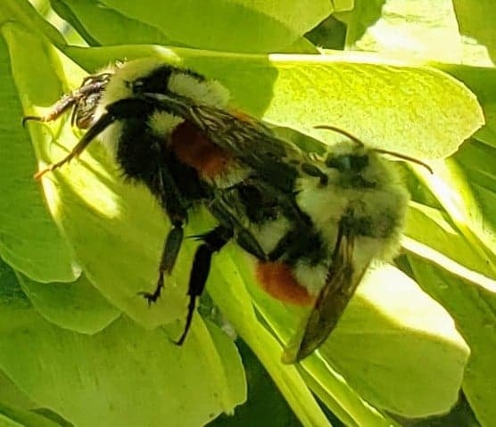 Hunts Bumble Bee mating