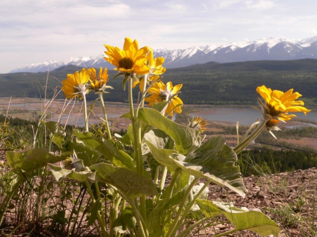 Arrowleaf Balsamroot Columbia Wetlands below