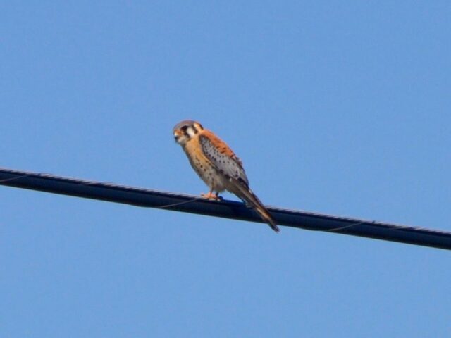 American Kestrel