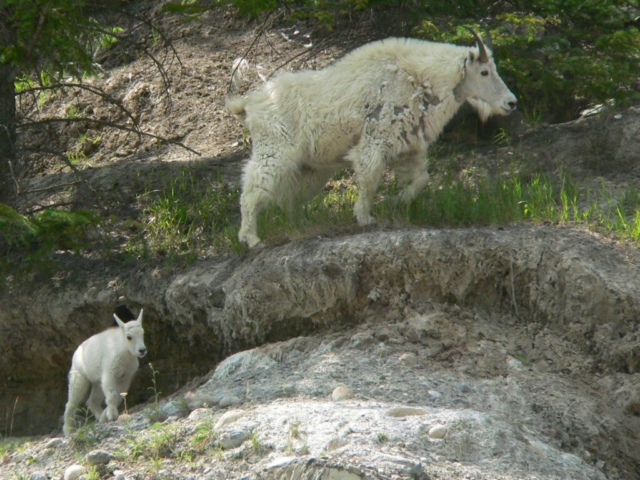 Mountain Goat Mother and Kid Kootenay National Park BC