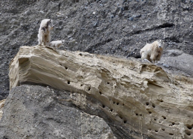 Mountain Goats Kootenay National Park BC