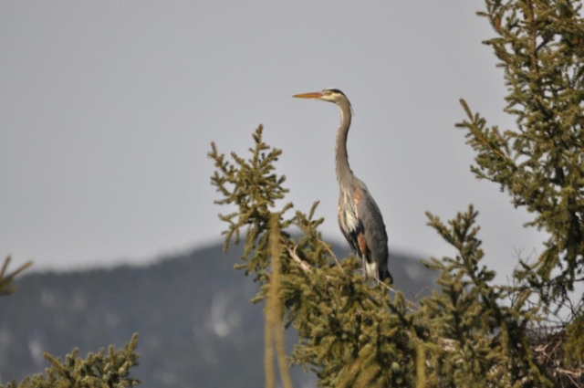 Great Blue Heron