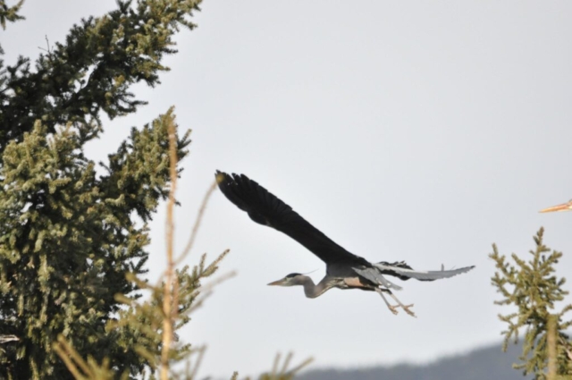 Great Blue Heron