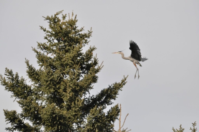 Great Blue Heron