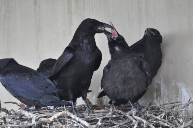 Crow Family