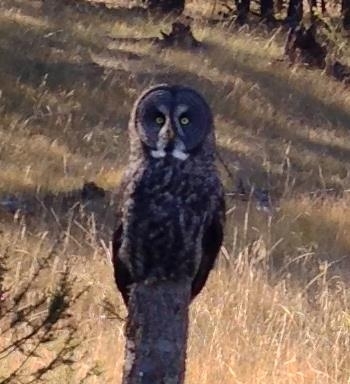 Great Gray Owl