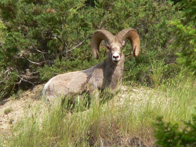 Big Horn Sheep