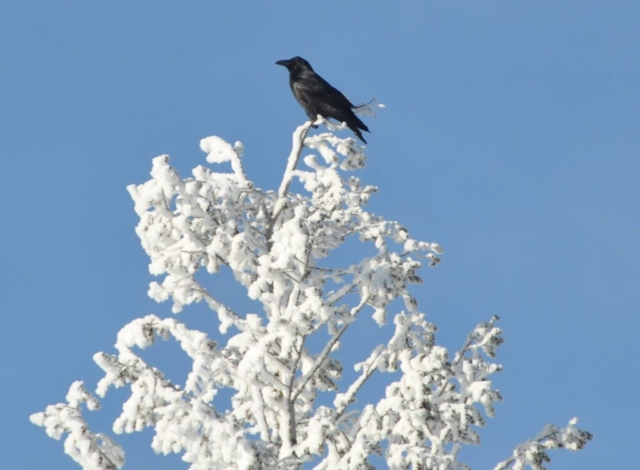 American Crow