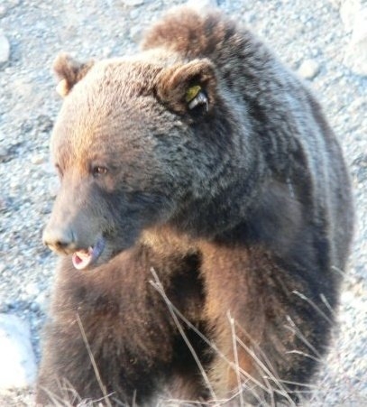 Grizzly Bear Jasper National Park