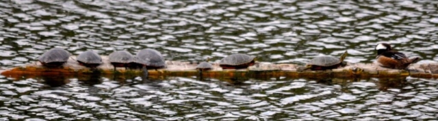 Painted Turtles Lake Dorothy